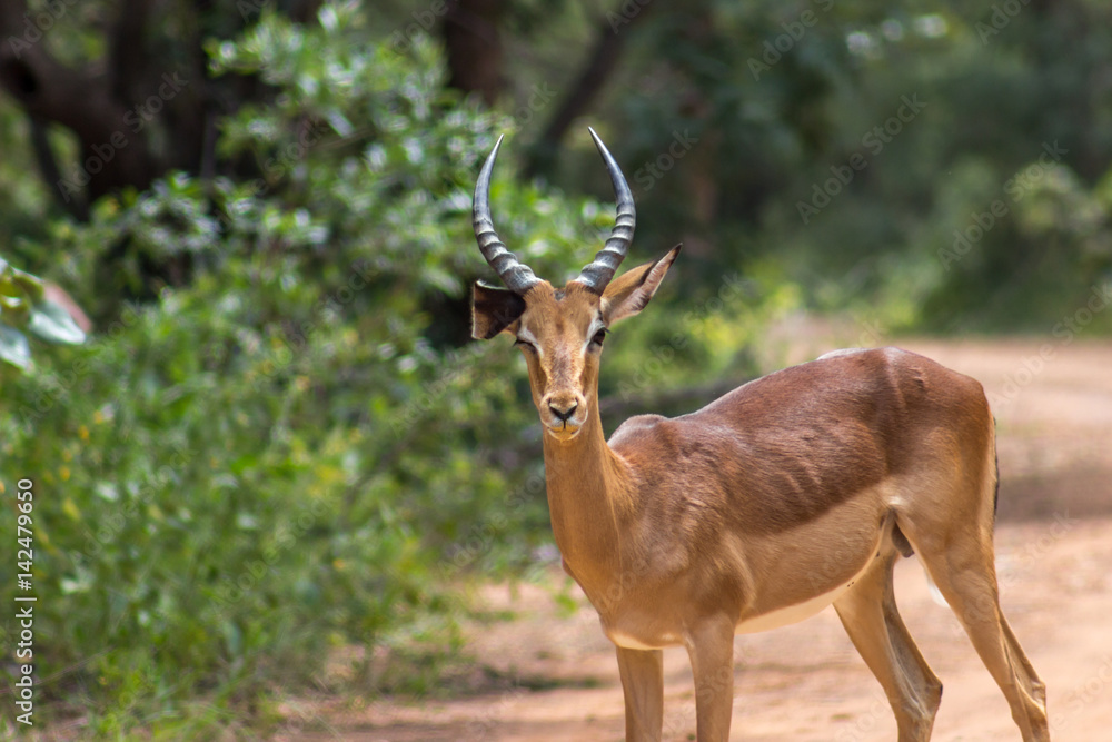 Fototapeta premium Impala (Aepyceros melampus)