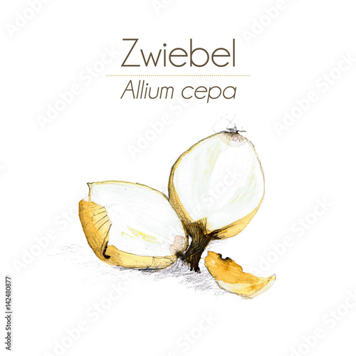 Zwiebel Aquarell - gelb, halbiert - mit Schatten