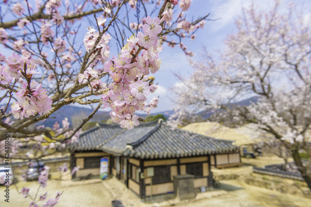 Cherry blossom and old house.