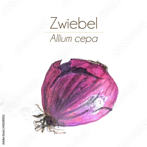 Zwiebel Aquarell - violett mit Schatten