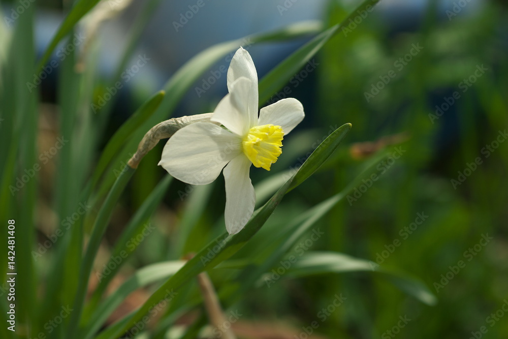 Lovely field with bright yellow and white daffodils (Narcissus). Lovely field with bright yellow and white daffodils (Narcissus).
