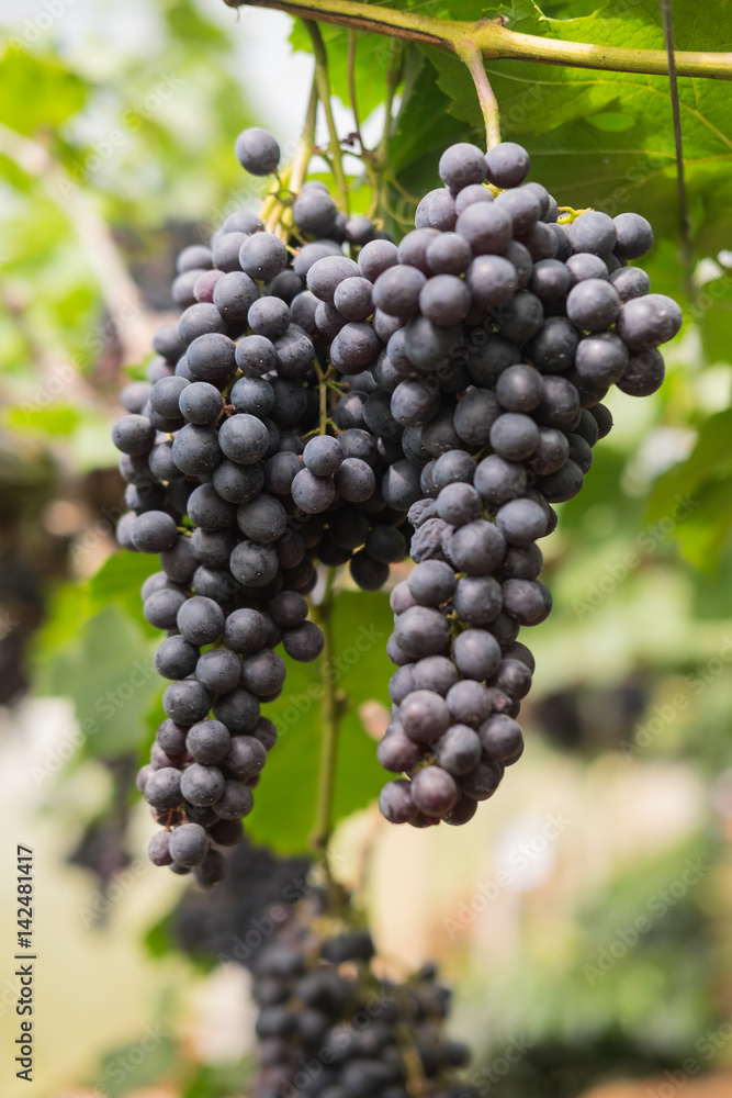 Bunch of black grape in the vineyard