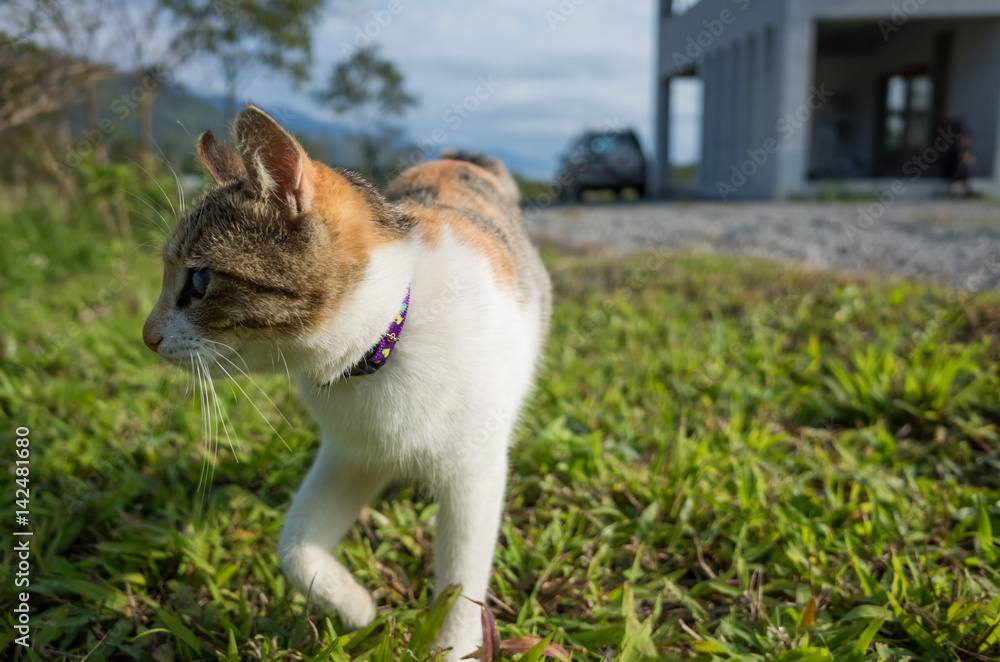 little cat walk