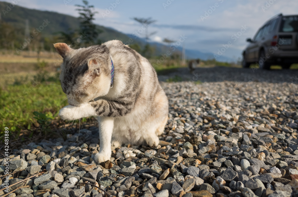 Obraz premium little cat itch