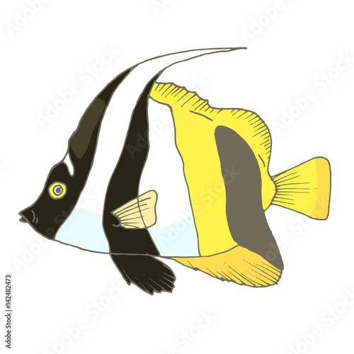 Vector zebra fish, coral fish hand drawn illustration. Sketch with masked bannerfish, marine animal. Illustration in outline on white photo