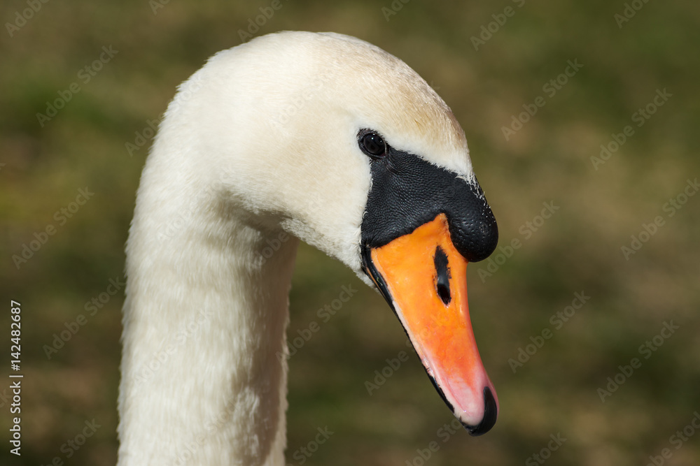 Head of swan. Head of swan.