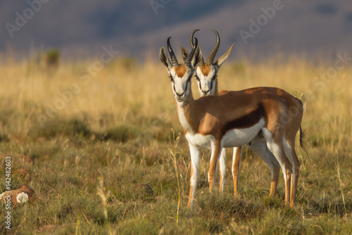 Springbok - the prettiest antelope