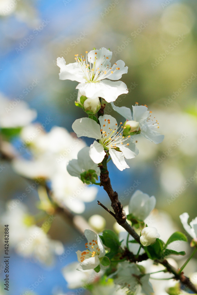 Apricot tree branch with flowers in early spring