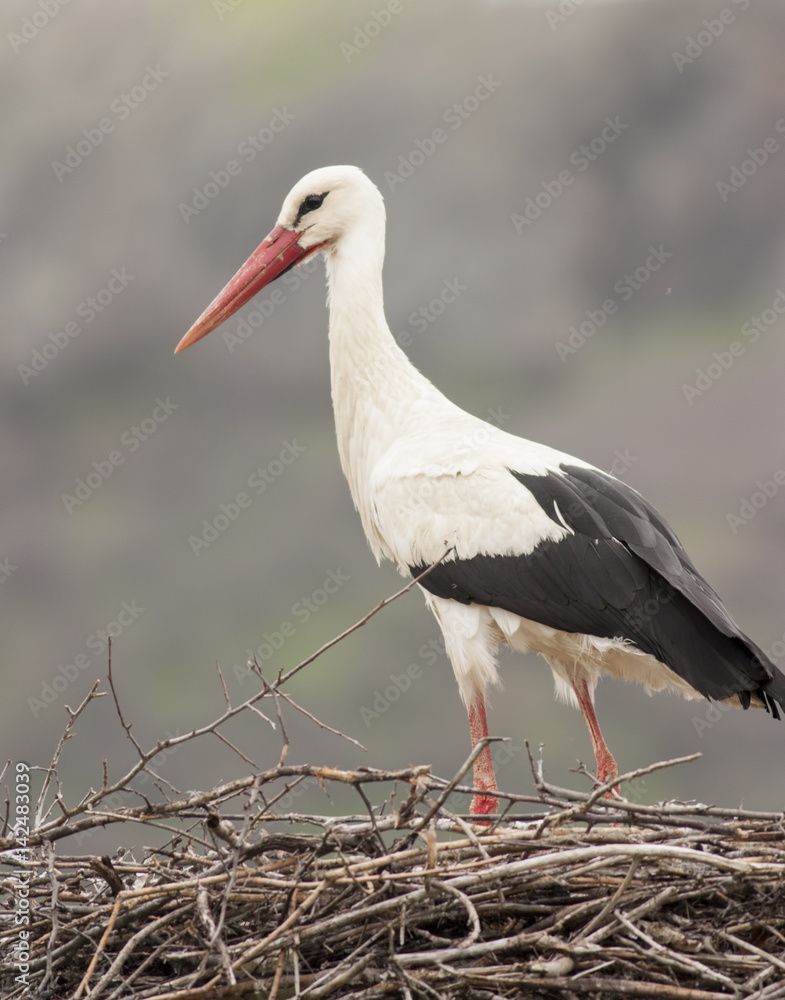 Obraz premium White Stork in nest