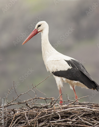 White Stork in nest