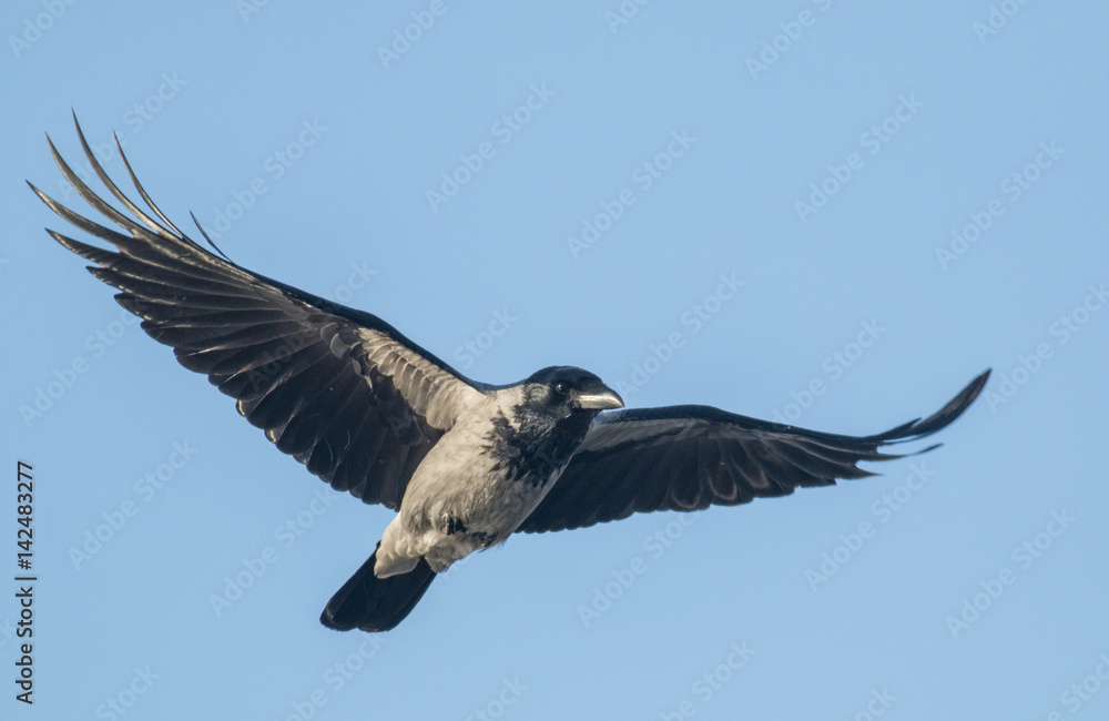 Obraz premium Carrion crow