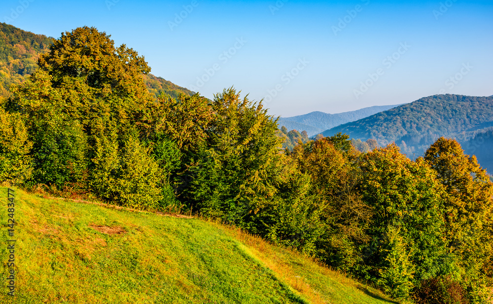Fototapeta premium forest in orange foliage on sunny autumn day