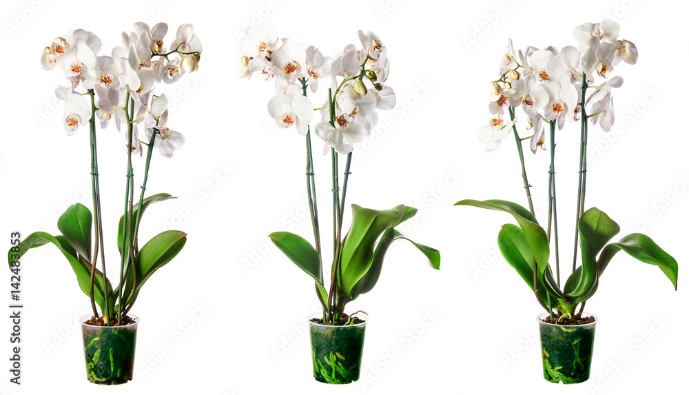 Set of indoor plants in flowerpots