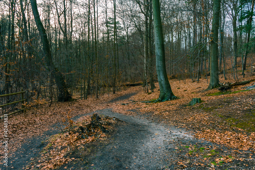 Track through an autumn forest