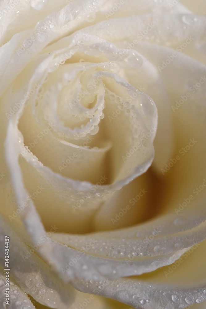 White Rose. Beautiful flower and macro shot with water drops.