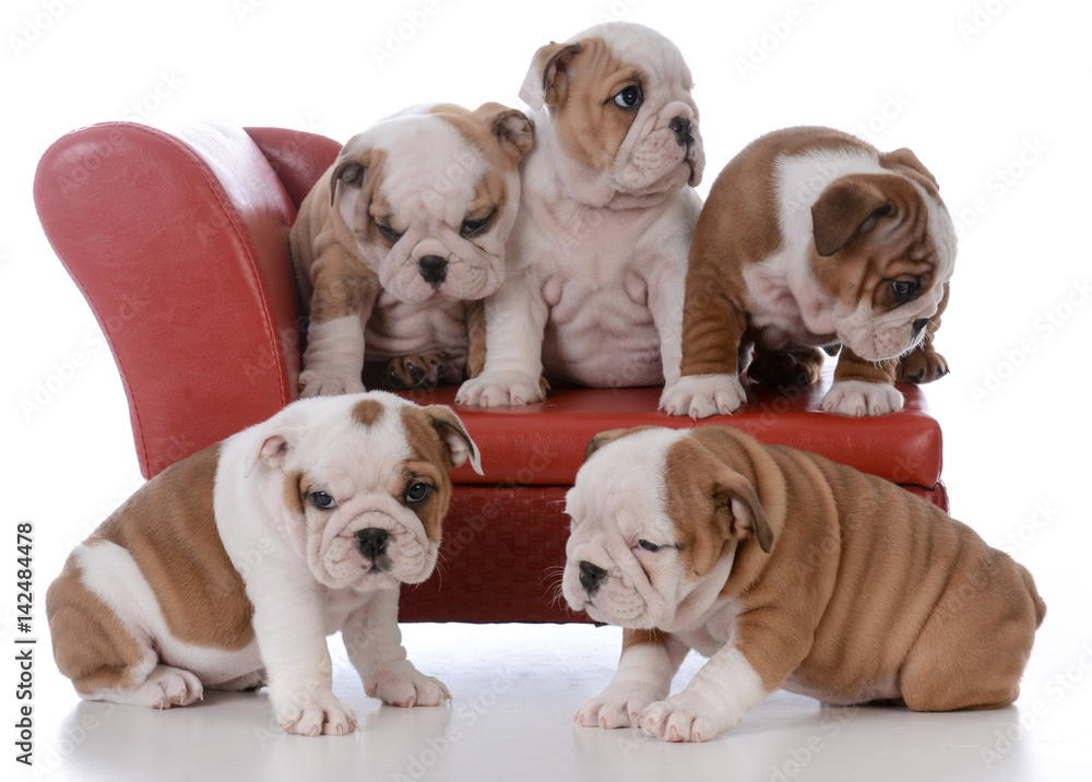 mother and son bulldog on white background