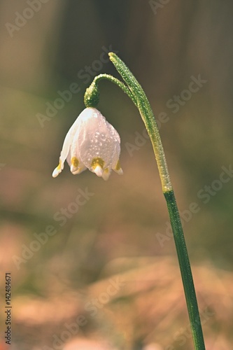 Spring snowflakes flowers. ( leucojum vernum carpaticum) Beautiful blooming flowers in forest with natural colored background. photo