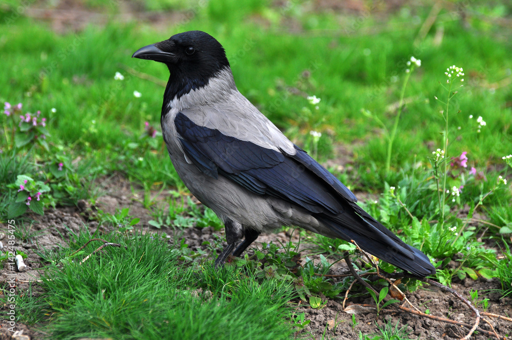 Obraz premium Hooded crow in the evening on meadow in spring