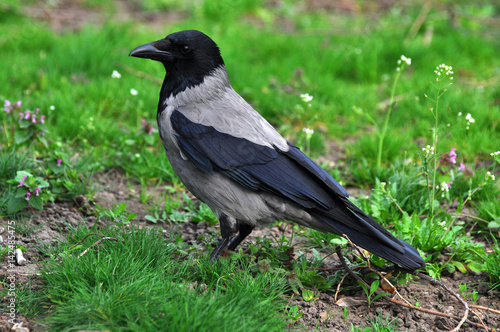 Hooded crow in the evening on meadow in spring
