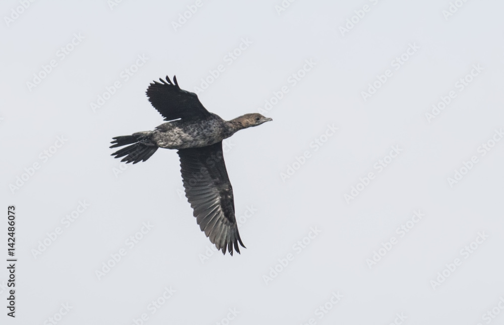 Pygmy cormorant Pygmy cormorant
