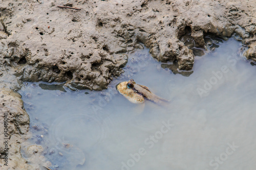 Mudskipper in Thailand photo