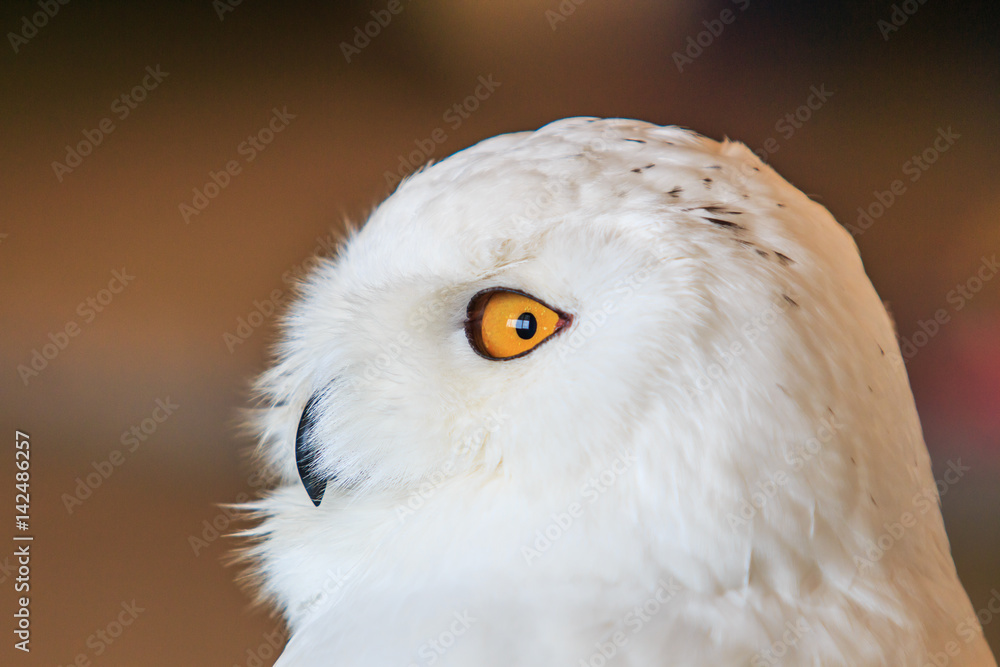 Fototapeta premium Snowy Owl or Bubo Scandiacus