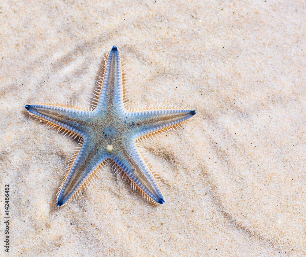 Starfish on the beach in Thailand Starfish on the beach in Thailand