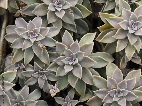 Fotografía 群生する多肉植物