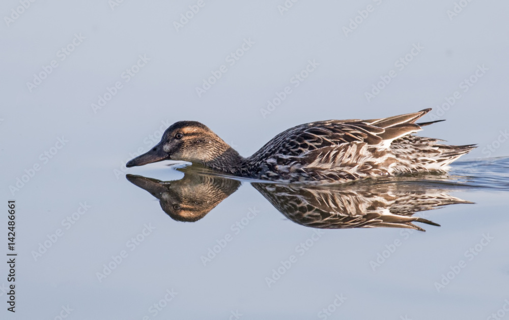 Fototapeta premium Garganey