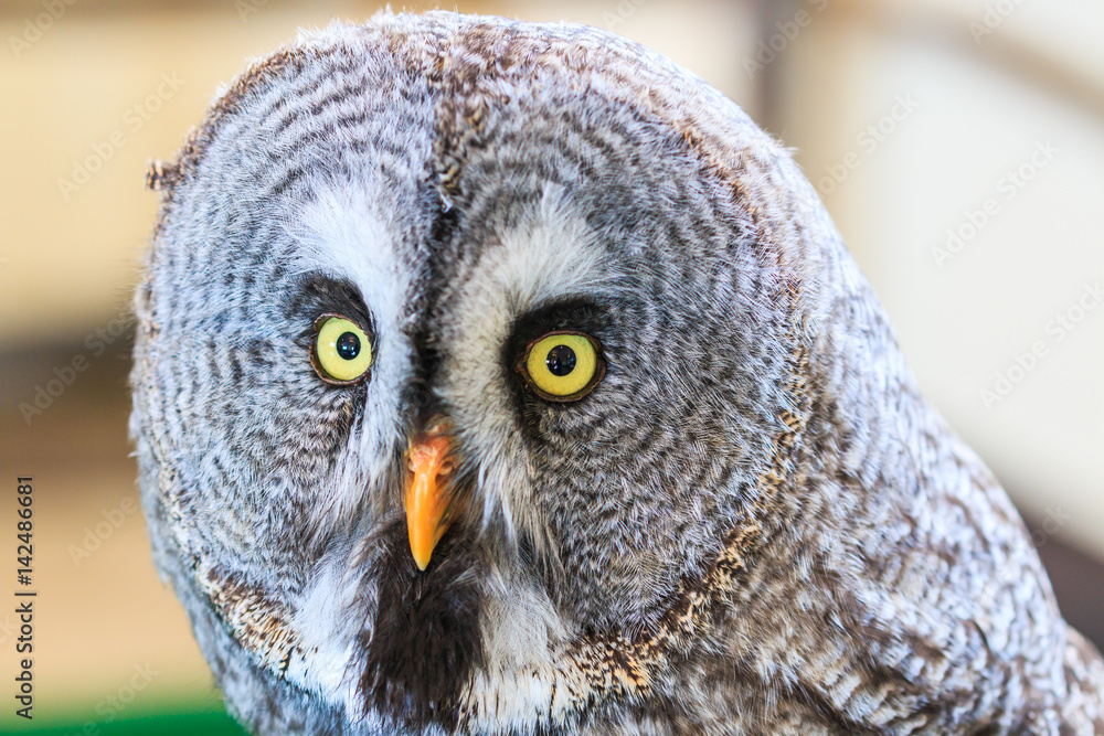 Great Grey Owl or Strix nebulosa which living in North America Great Grey Owl or Strix nebulosa which living in North America
