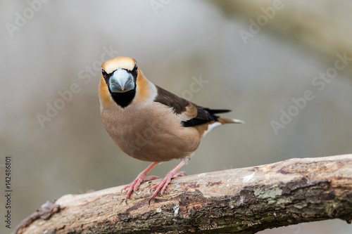 Male Hawfinch sitting on a branch photo