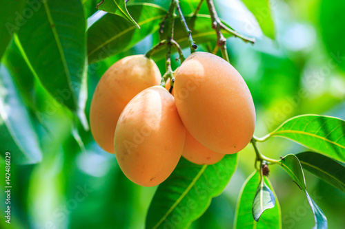 Mayongchid or Maprang or Marian Plum or Plum Mango of Thailand