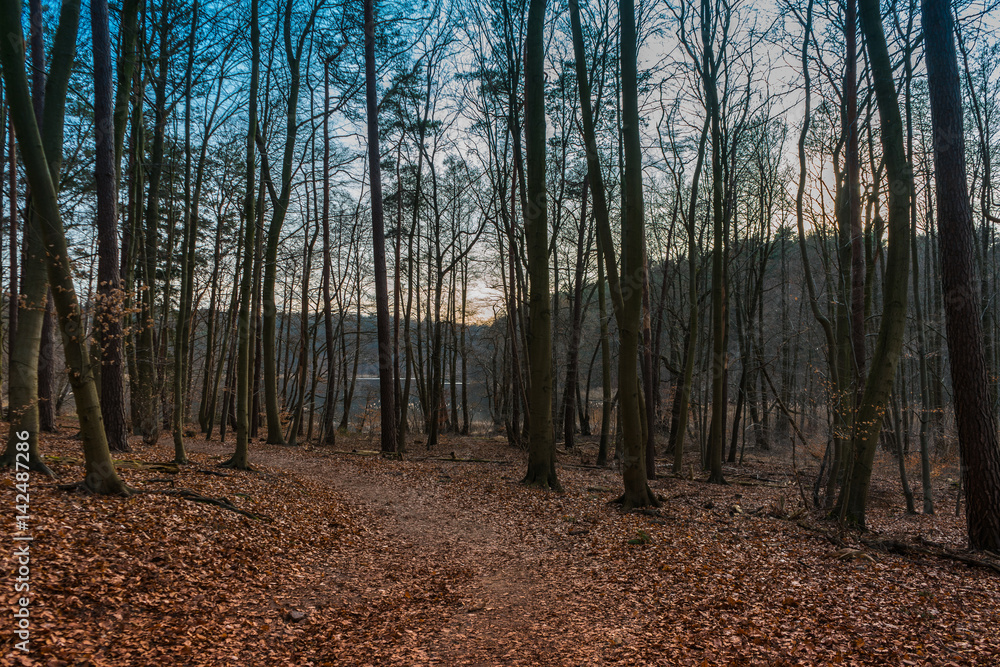 Footpath through woodland at dawn or dusk
