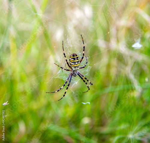 Argiope spider sits on the web in the grass