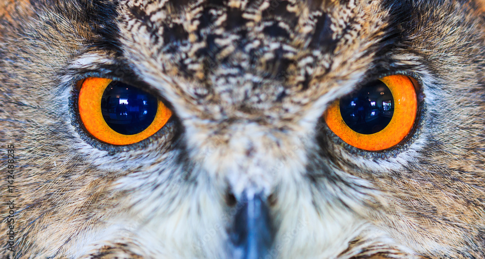 Obraz premium Eagle Owl or Eurasian eagle owl or Bubo bubo