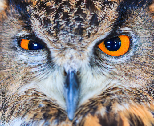 Eagle Owl or Eurasian eagle owl or Bubo bubo © Photo Gallery