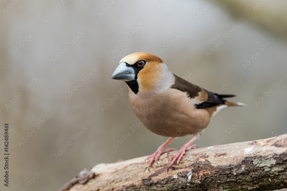 Male Hawfinch sitting on a branch Male Hawfinch sitting on a branch