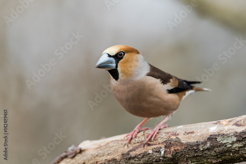 Obraz na plátne Male Hawfinch sitting on a branch