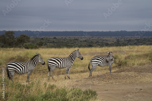 Zebras