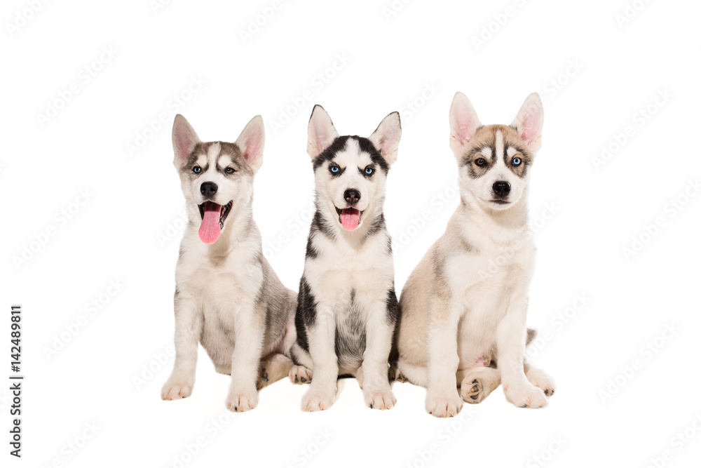 Group of puppies breed the Huskies isolated on white background