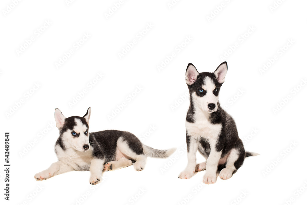 Two puppies breed the Huskies isolated on white background
