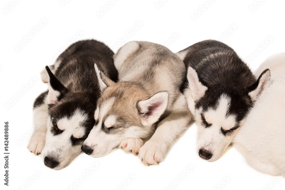 Group of puppies breed the Huskies isolated on white background