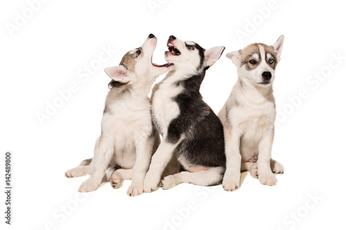 Group of puppies breed the Huskies isolated on white background