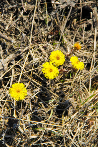 Coltsfoot flower  Tussilago farfara  on meadow