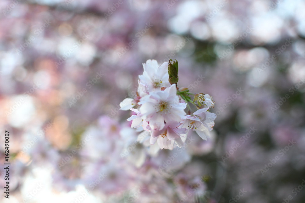 Obraz premium Spring Cherry blossoms, pink flowers.