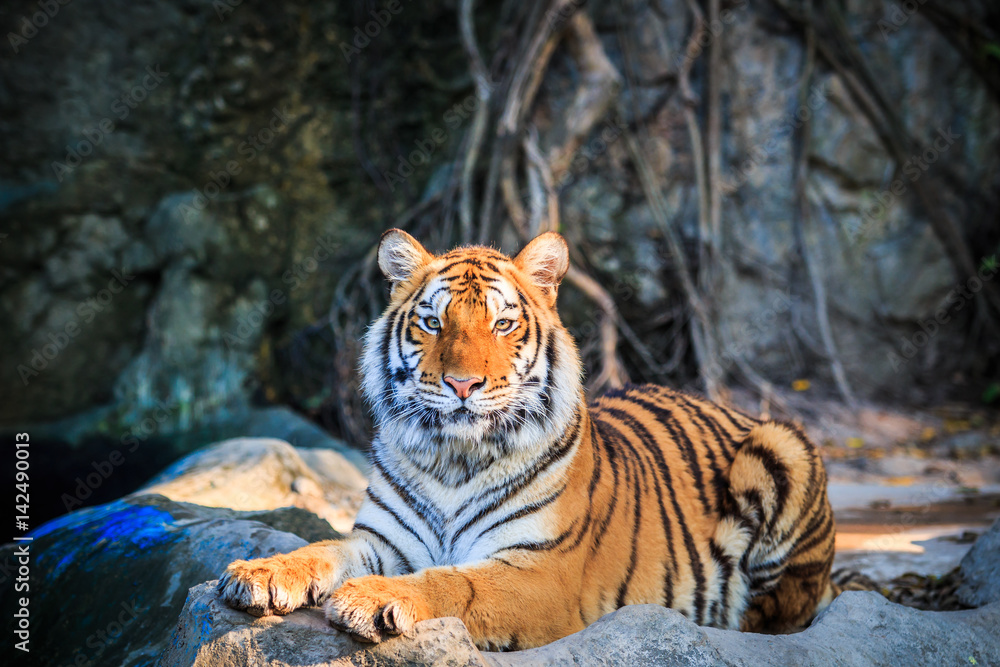 Obraz premium Tiger