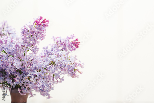 The beautiful lilac on white background.