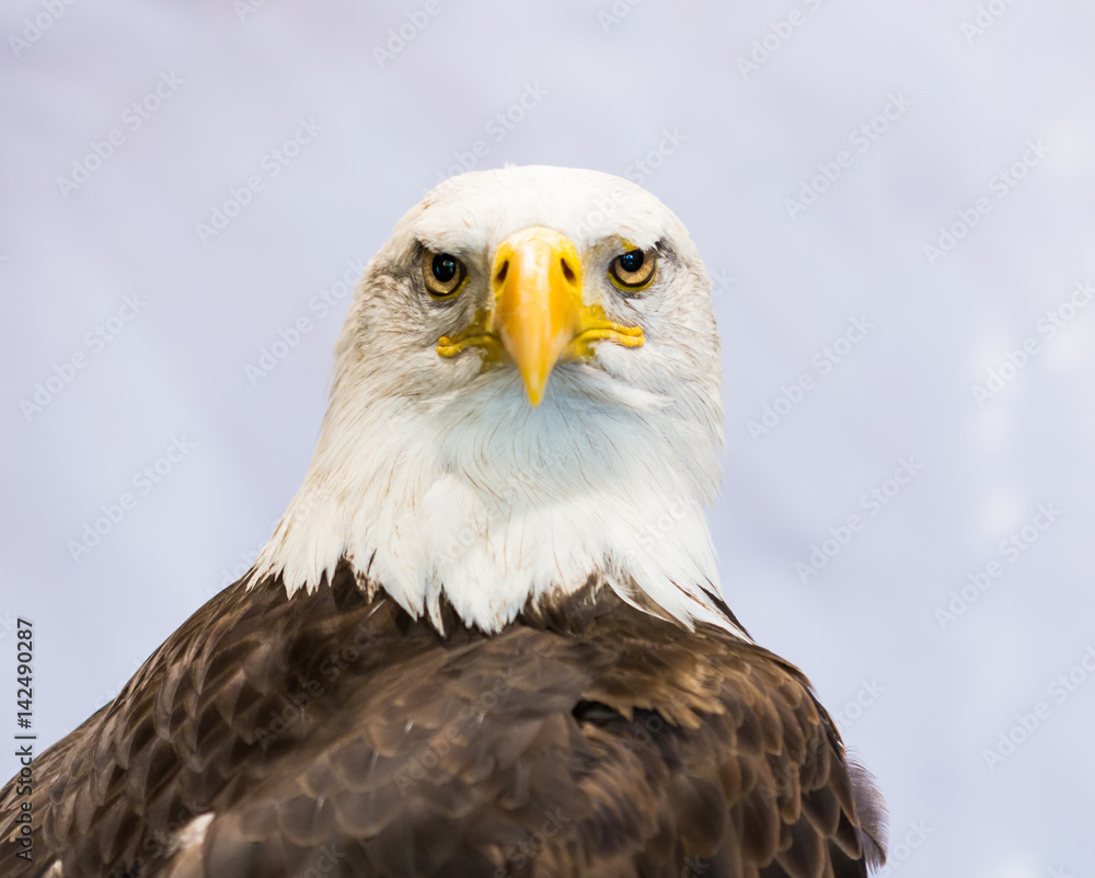 Obraz premium American Eagle or Bald Eagle
