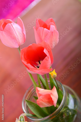 spring flowers banner - bunch of pink tulip flowers on red background photo