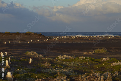 Large numbers of Gentoo Penguins  Pygoscelis papua  returning to their colony at dusk after a day feeding out at sea. Sealion Island in the Falkland Islands.